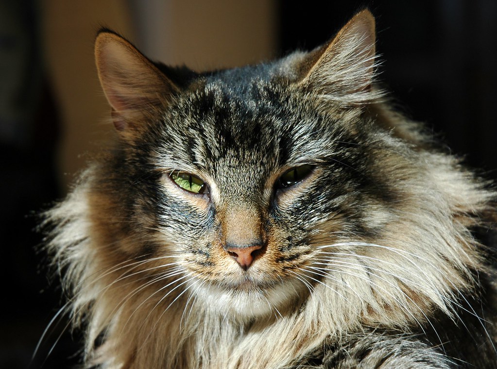 langharige bruine cat